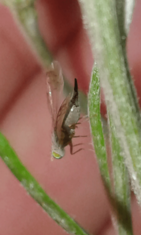 Tephritidae : Acanthiophilus helianthi?